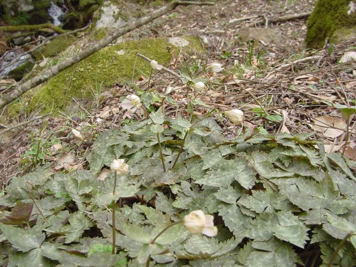 Dsc01156_1