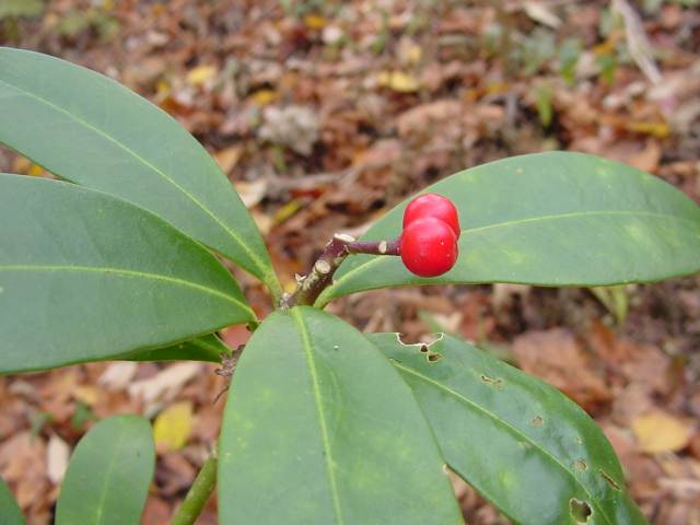 Dsc01176_1