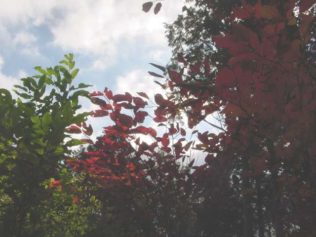 Dsc01185_1