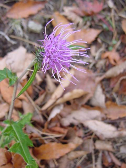 dsc01199