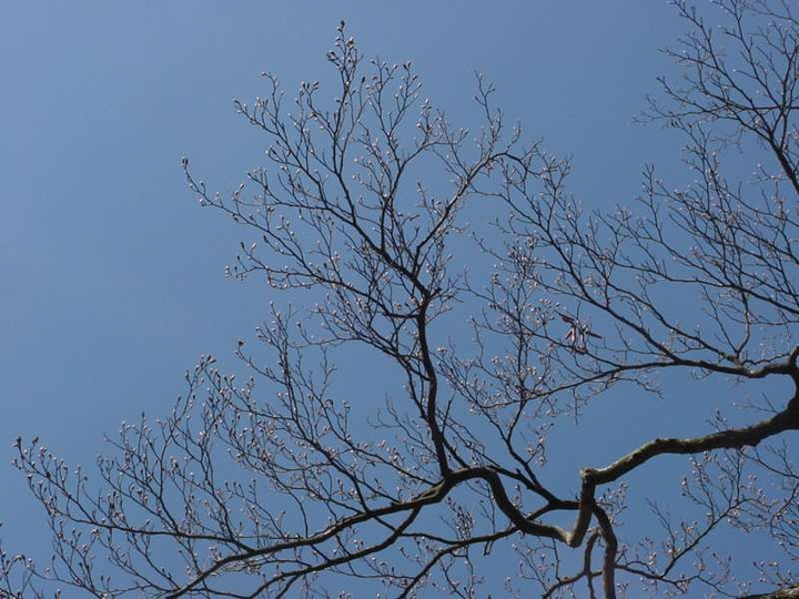 Dsc01203_1
