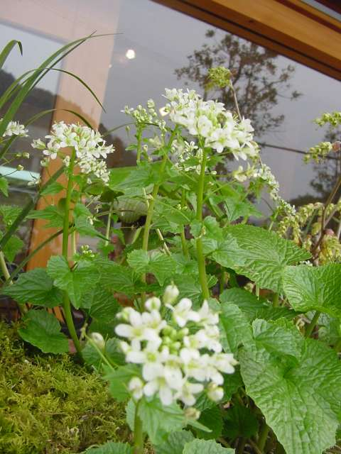 Dsc01205_3