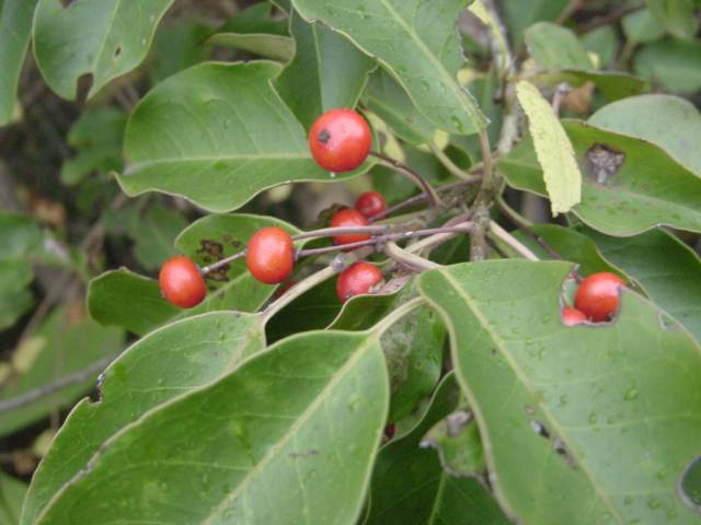 Dsc01239