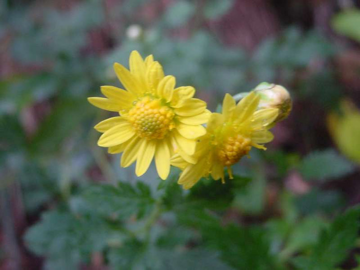 Dsc01253_1