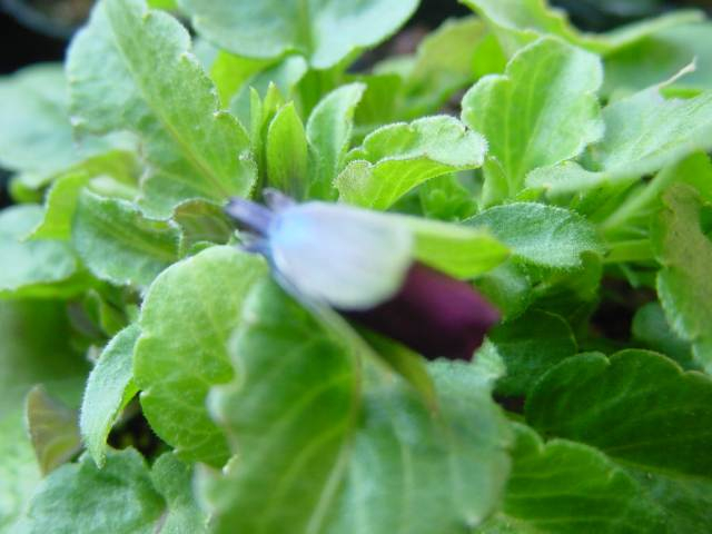 小さな蕾 南天 苗 レッドライト 矮性種 5号ポット 低木 グランドカバー 常緑低木