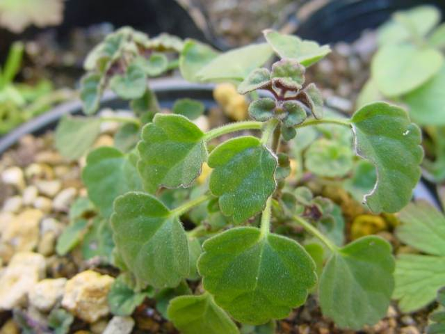 山好き、花好き : 今年もビオラに蕾が