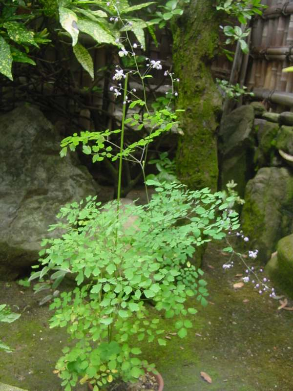 Dsc01314