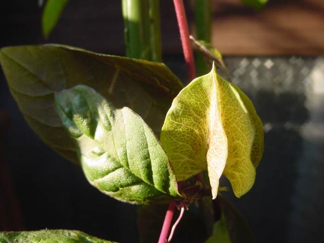 山好き、花好き : 今年もビオラに蕾が