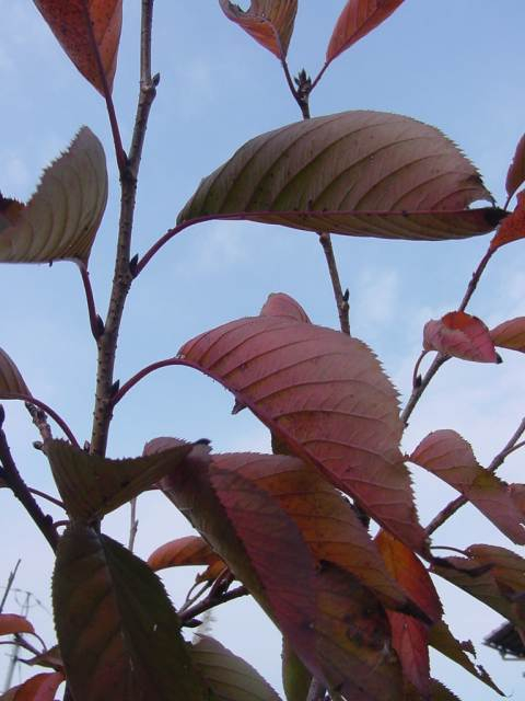 Dsc01376