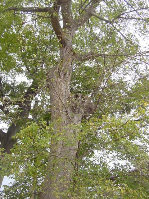 Dsc01390_1