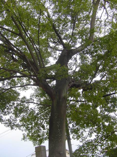 Dsc01391_1