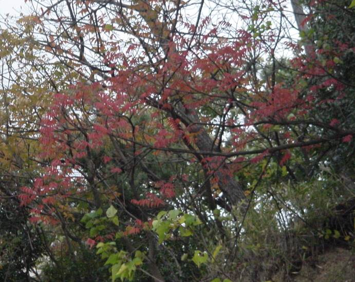 Dsc01413