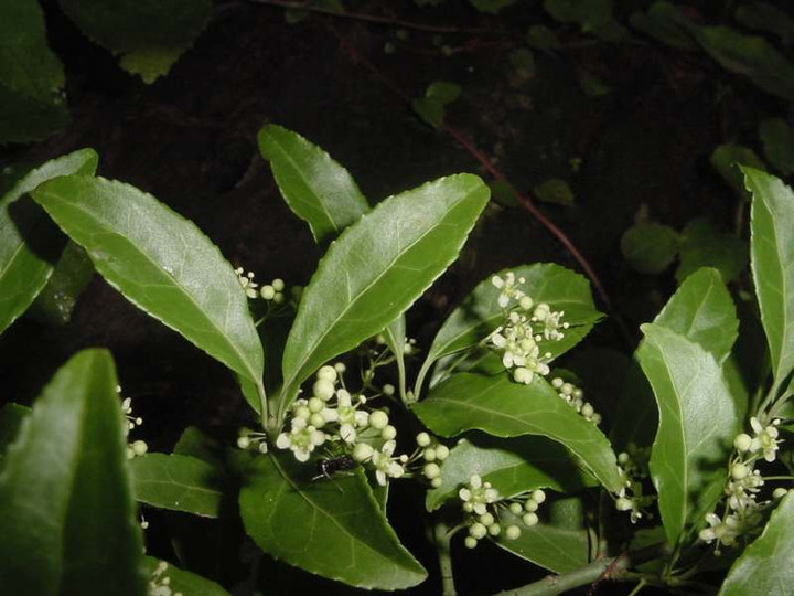 Dsc01417_1