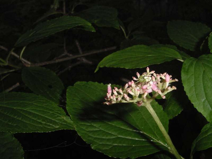 Dsc01429_1