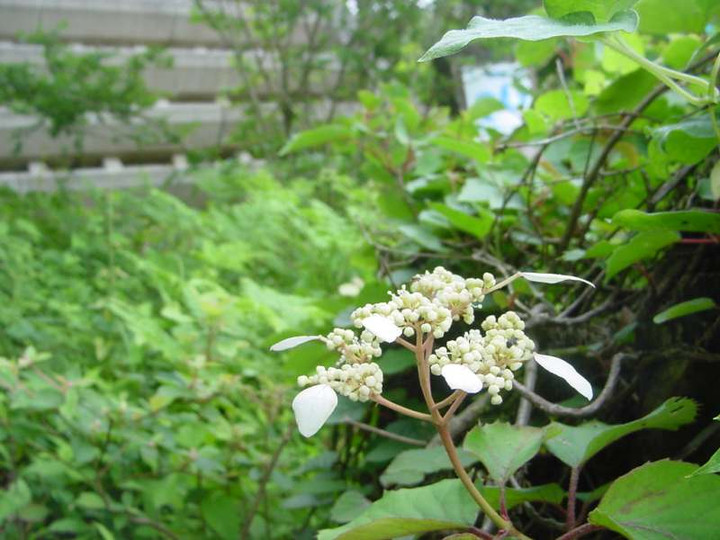 Dsc01431