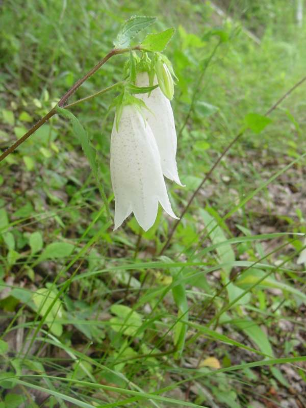 Dsc01444_1