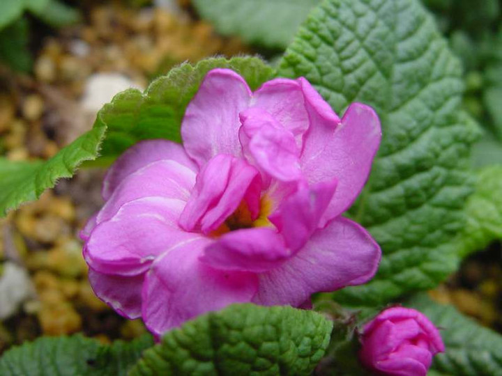 Dsc01468