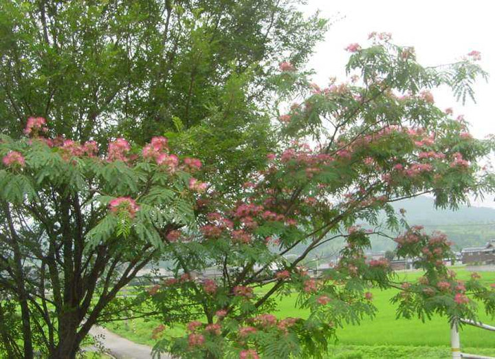 Dsc01476_1