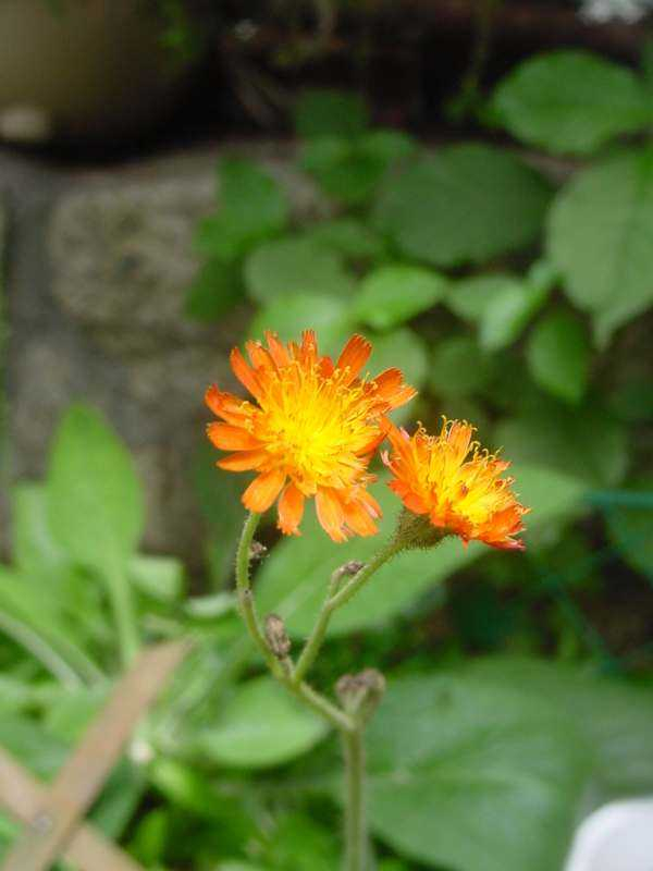 Dsc01507_2