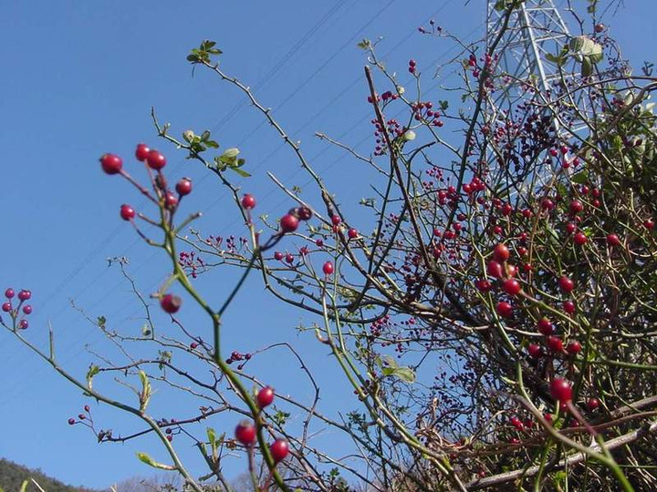 Dsc01515