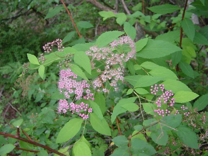 Dsc01520_1