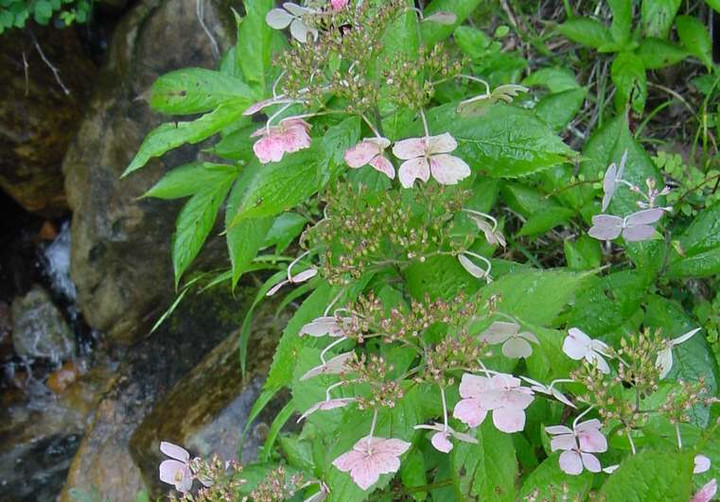 Dsc01526_1