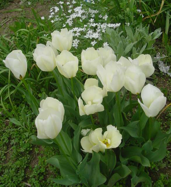 Dsc01550_1