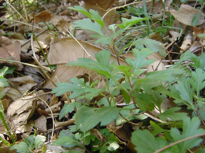 Dsc01551
