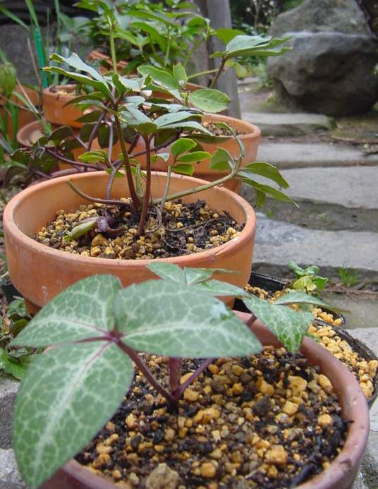Dsc01625_1