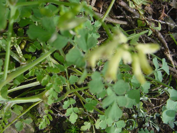 Dsc01663