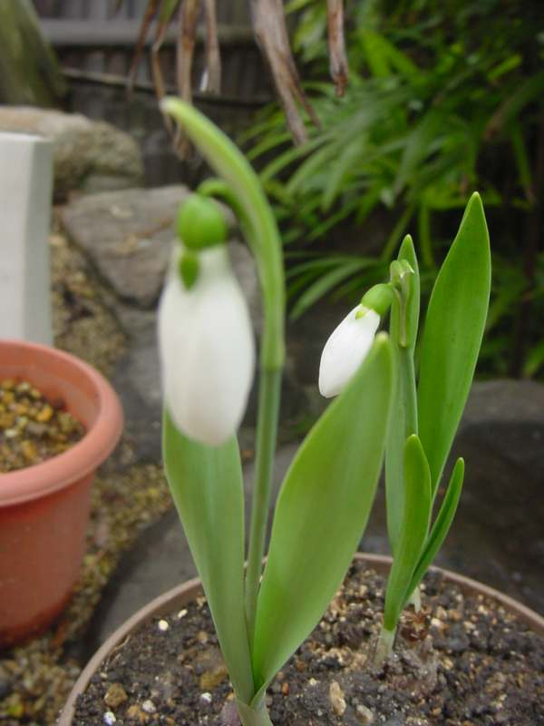 Dsc01683sunodoroppu_10ka