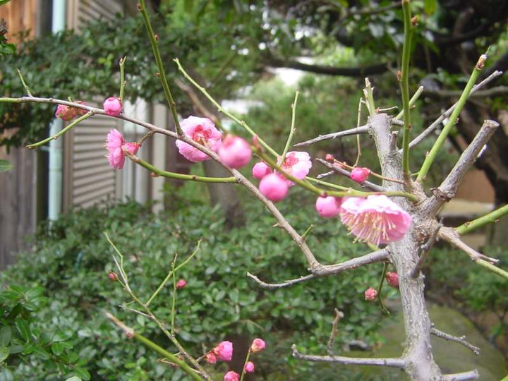 Dsc01691ume_zenntaizou