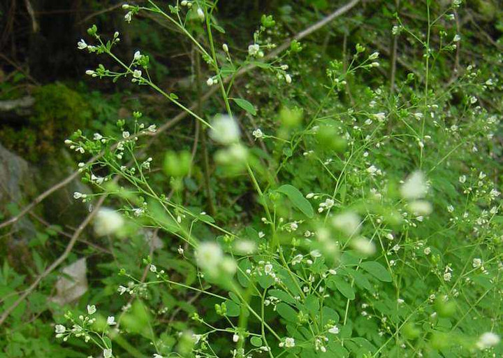 Dsc01693_4