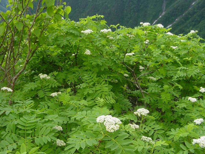 Dsc01723_1