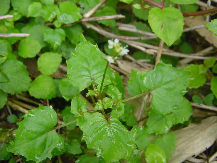 Dsc01727_1