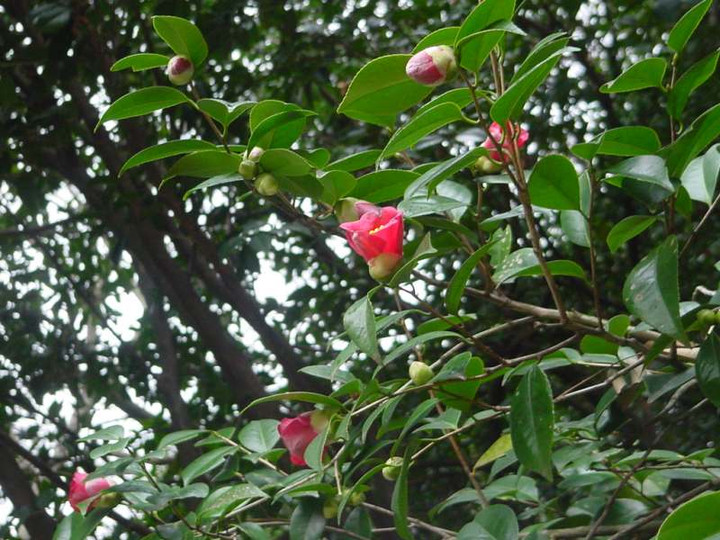 Dsc01752