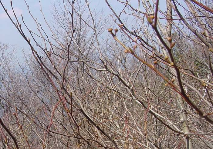 山好き、花好き : 早春の山にて、シロモジの花