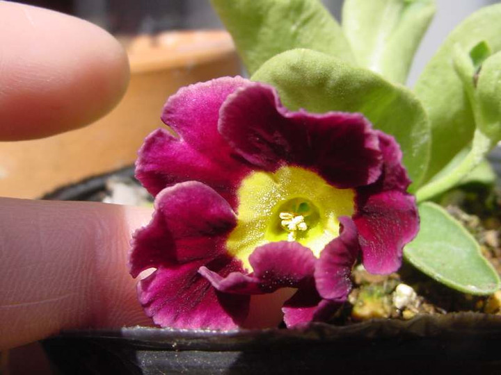 Dsc02010