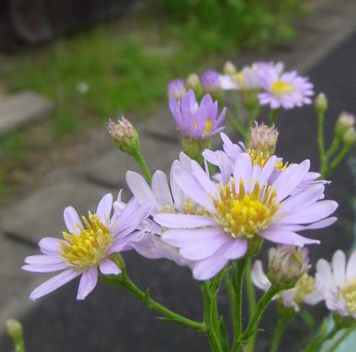 Dsc02180_1