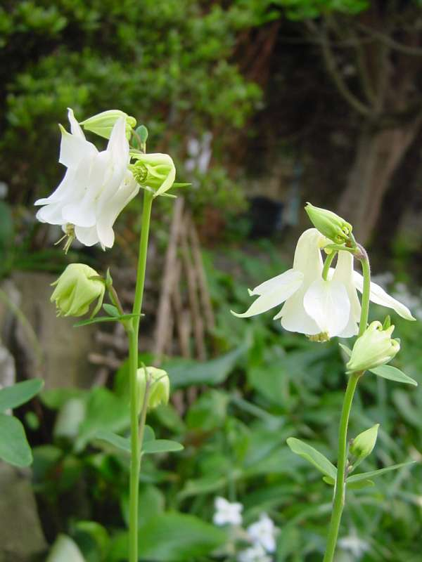 お花に見える物 楽天市場】＼期間&数量限定／鬼木氏の秋色アジサイ使用 花うるる