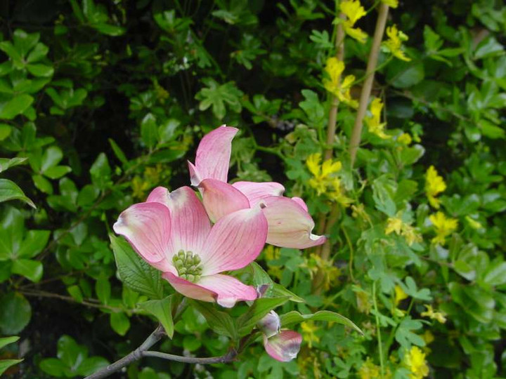 Dsc02343