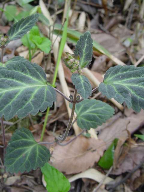 Dsc02390