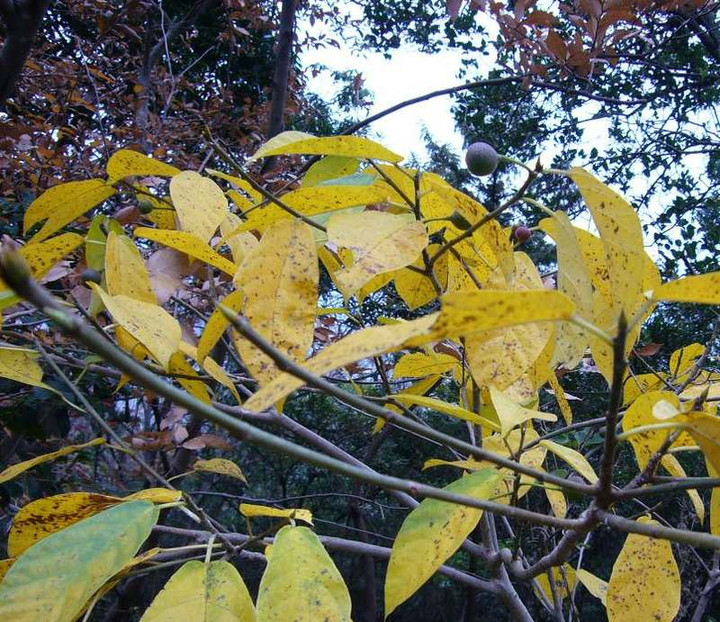 P1000272_4