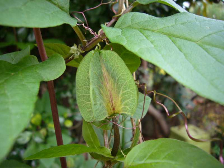 P1000411