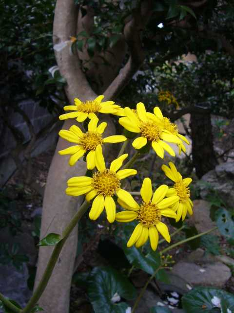 P1000443