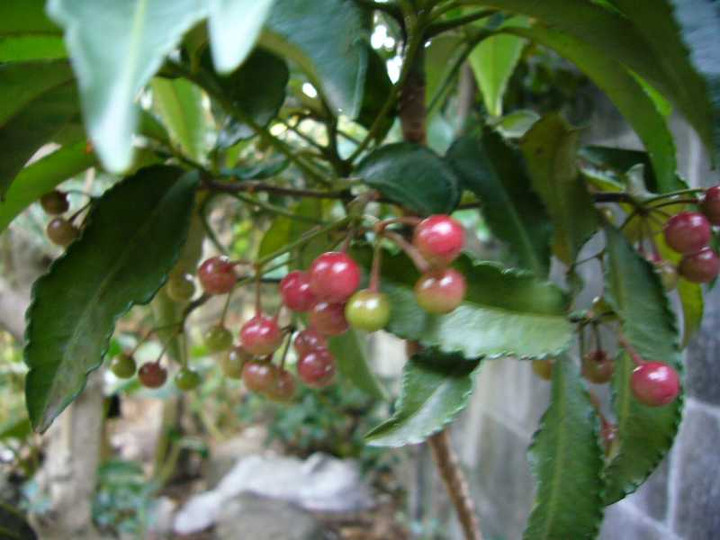 P1000466