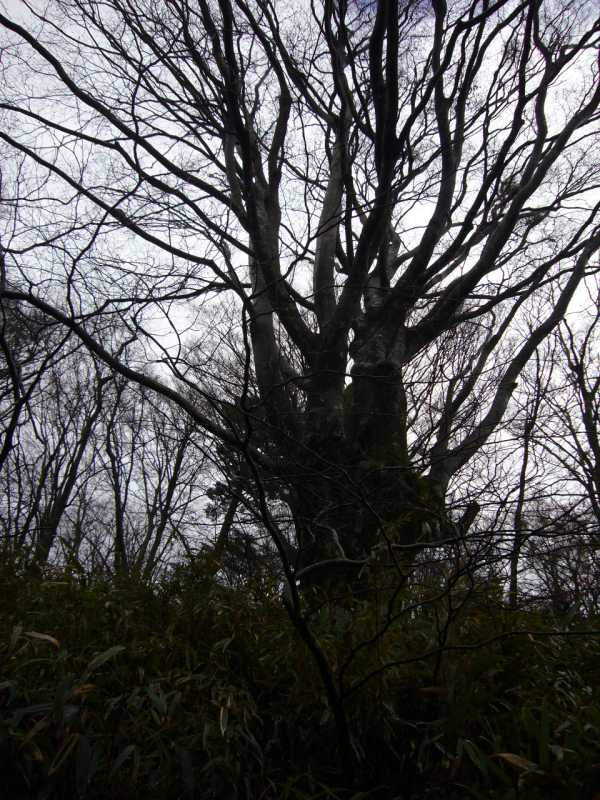 P1000650