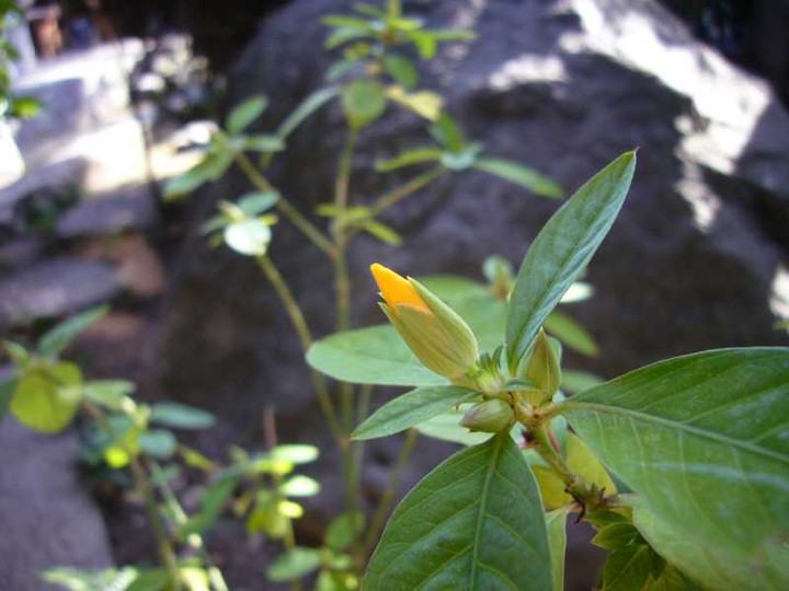 P1000974