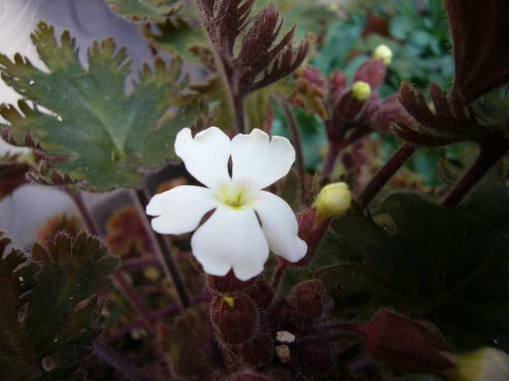 P1010195