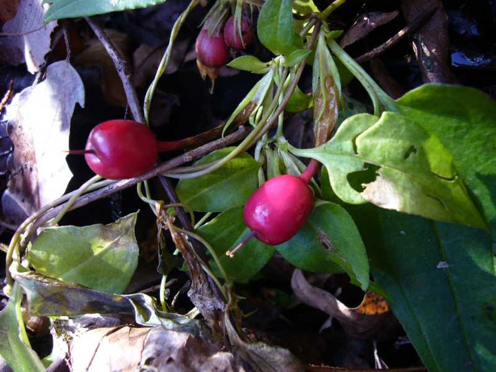 P1010245